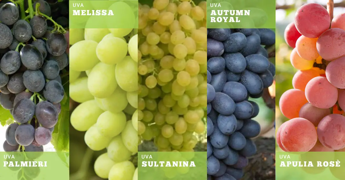 proprietà e benefici dell'uva