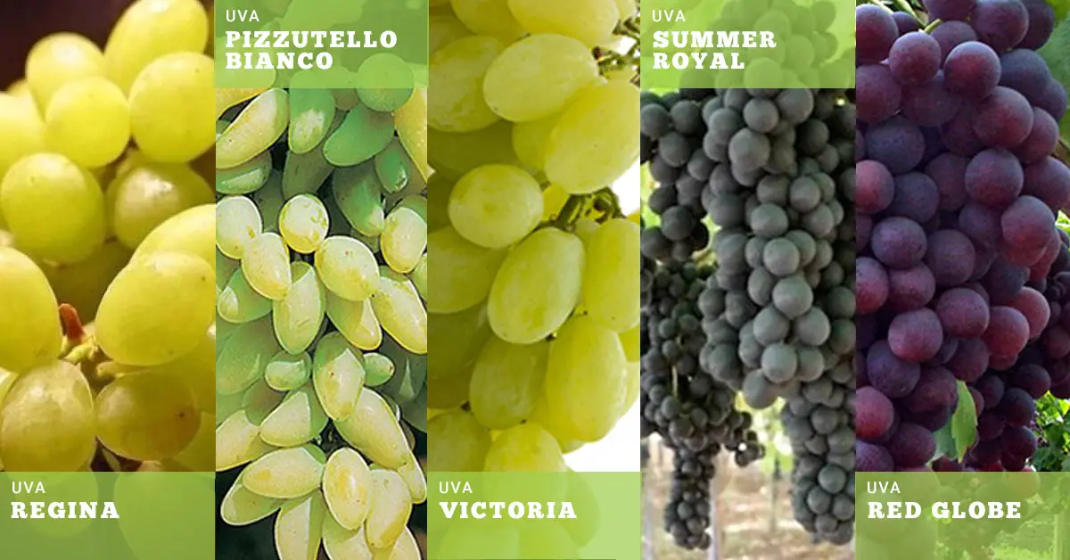 proprietà e benefici dell'uva