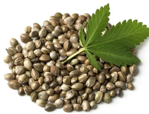 I semi di canapa: un superfood alleato della salute adatto a tutti