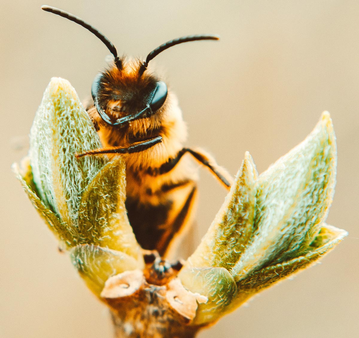 Giornata mondiale delle api